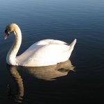 mute_swan_page_image